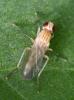 Cordilura albipes